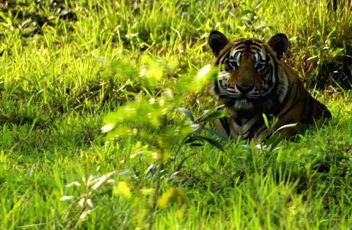 Bangabandhu Safari Park