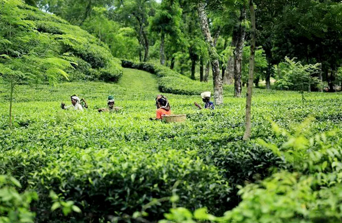 Tourist Place in Sreemangal