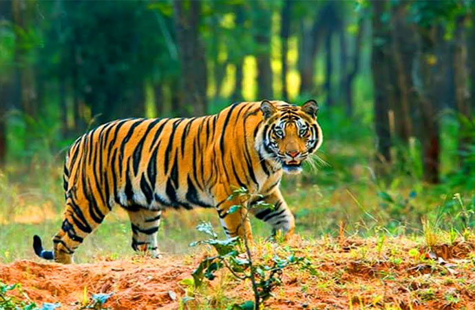 Tourists Place in Sundarban